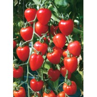 Tomato Berry