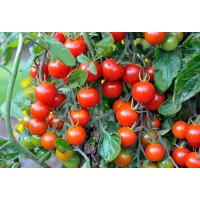 Tomato Cherry