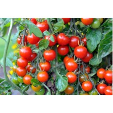 Tomato Cherry
