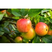 Tompkins King Apple