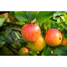 Tompkins King Apple