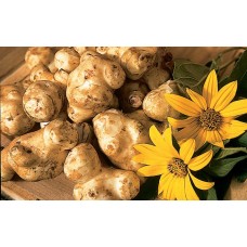 Topinambur
