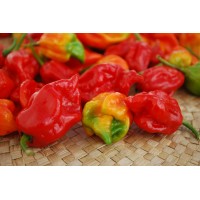 Trinidad Moruga Scorpion Pepper