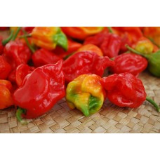 Trinidad Moruga Scorpion Pepper
