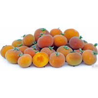 Tropical Apricot