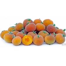 Tropical Apricot
