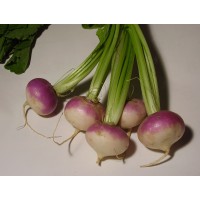 Turnip