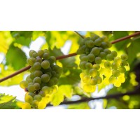 Ugni Blanc Grape