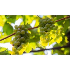 Ugni Blanc Grape