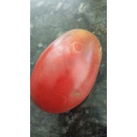 Ukranian Heart Tomato