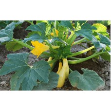 Umbrella Squash