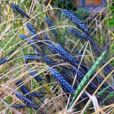 Utrecht Blue Wheat