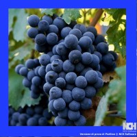 Vaccarese Grape