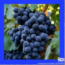 Vaccarese Grape