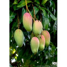 Valencia Pride Mango