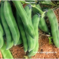 Velvet Bean
