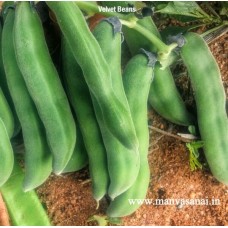 Velvet Bean