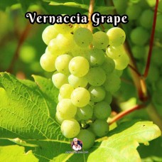Vernaccia Grape