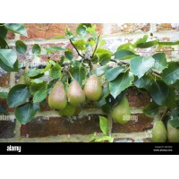 Vicar Of Winkfield Pear