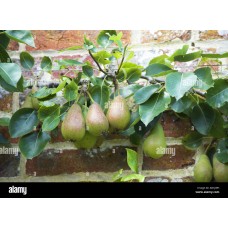 Vicar Of Winkfield Pear