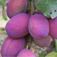Victoria Plum