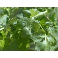 Vietnamese Coriander