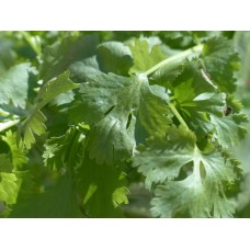 Vietnamese Coriander