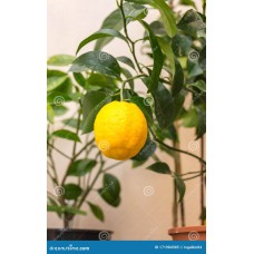 Volkamer Lemon