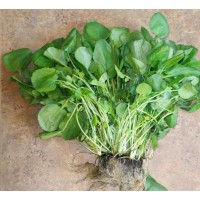 Watercress