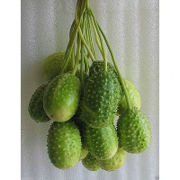 West Indian Gherkin
