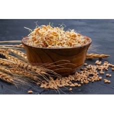 Wheat Sprouts