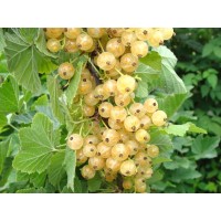 White Currant