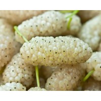 White Mulberry