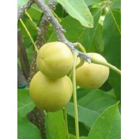 White Sapote