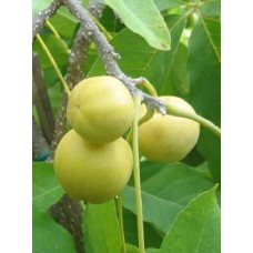White Sapote