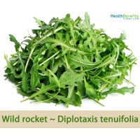 Wild Rocket