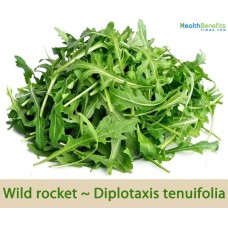 Wild Rocket