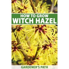 Witch Hazel