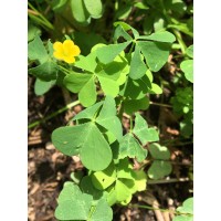 Wood Sorrel