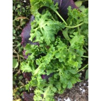 Wrinkled Crinkled Cress