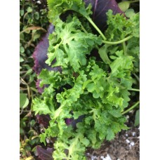 Wrinkled Crinkled Cress