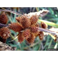 Xanthium