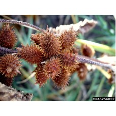 Xanthium