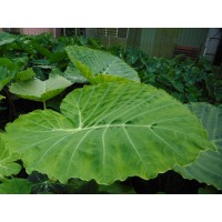 Xanthosoma Brasiliense