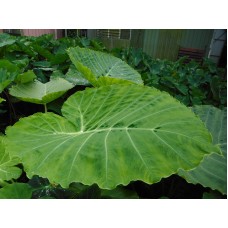 Xanthosoma Brasiliense