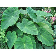 Xanthosoma Sagittifolium