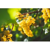 Yellow Grape