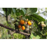 Yellow Himalayan Raspberry