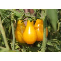 Yellow Pear Tomato