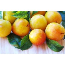 Yellow Plum